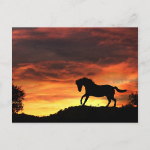 Fun Horse in the Sunset Postcard