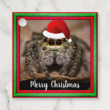 Fun Jumping Spider in Santa Hat Christmas