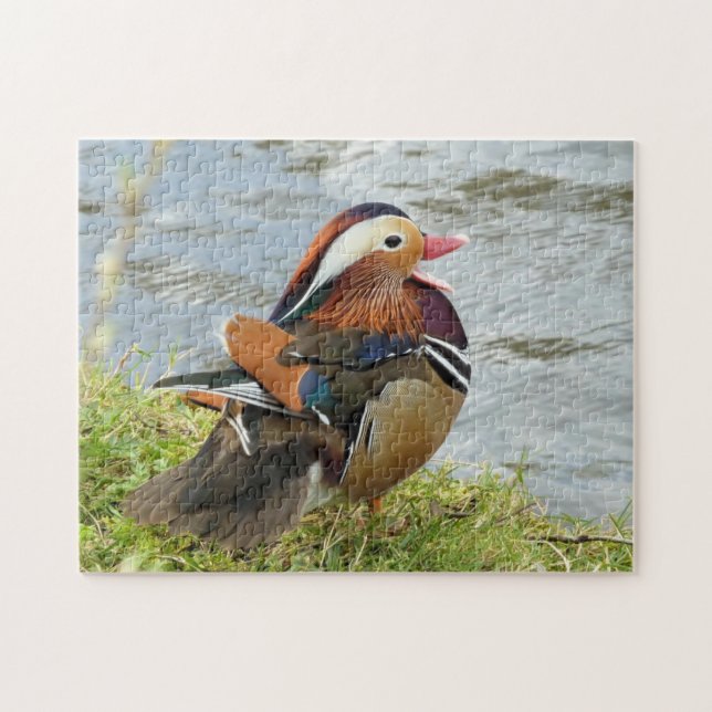 Fun-loving Mandarin duck Jigsaw Puzzle (Horizontal)