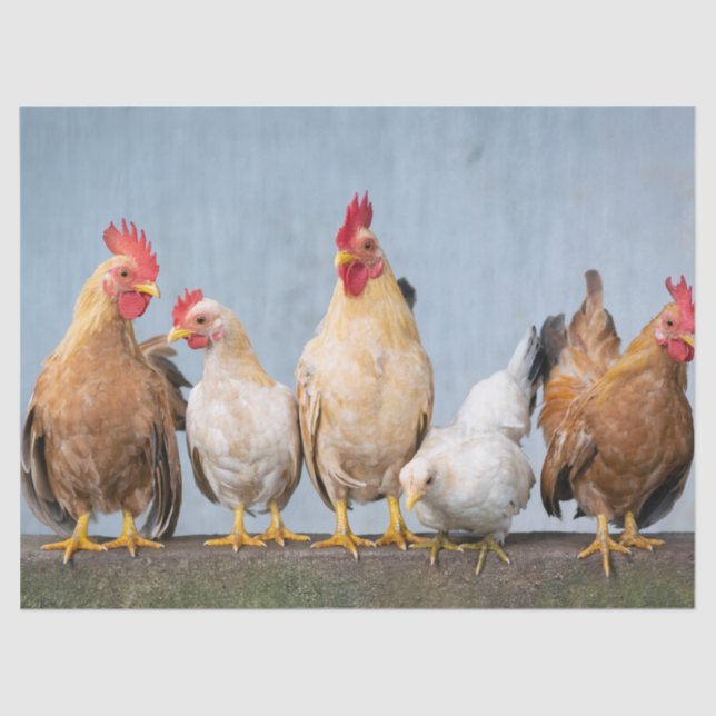 Fun Photo of Chickens & Roosters on Wall Tissue Paper (Front)