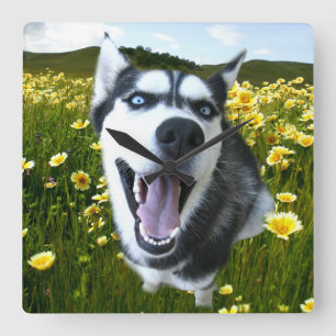 Fun Siberian Husky in the Wildflowers Clock
