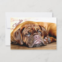 Fun Sleeping Grumpy Dog Pet Animal Thanks