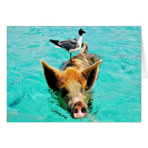 Fun together staniel cay swimming pig seagull fis