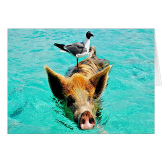 Fun together  staniel cay swimming pig seagull fis