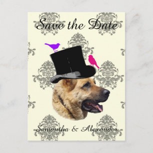 Fun wedding groom dog save the date announcement postcard