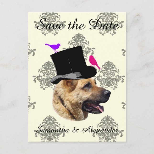 Fun wedding groom dog  save the date announcement postcard (Front)