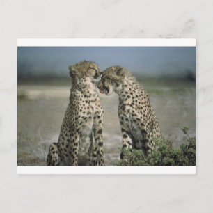 Fun with Cheetahs! Postcard