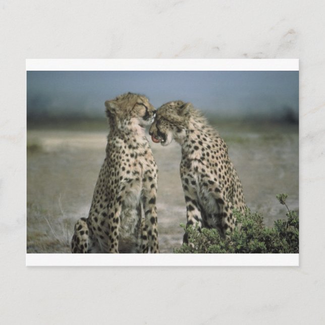 Fun with Cheetahs! Postcard (Front)