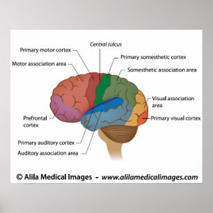 Functional areas of the cerebral cortex. poster
