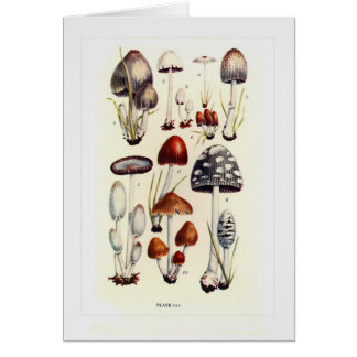 Fungi