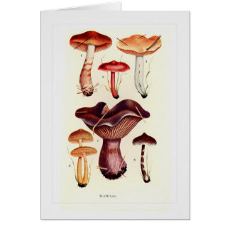 Fungi