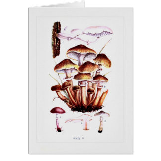 Fungi