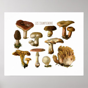 Fungi Art, Botanical Mushroom Print, Kitchen Decor
