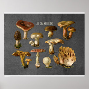 Fungi Art, Botanical Mushroom Print, Kitchen Decor