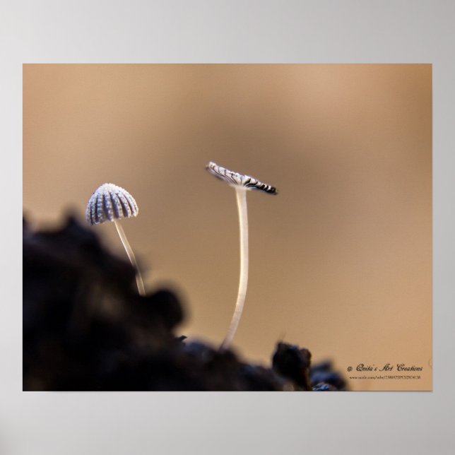 Fungi (Coprinus Plicatilis) Poster (Front)