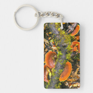 Fungi Growing On Branches, The Knysna-Amatole Key Ring