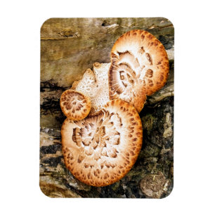 FUNGI  MAGNET