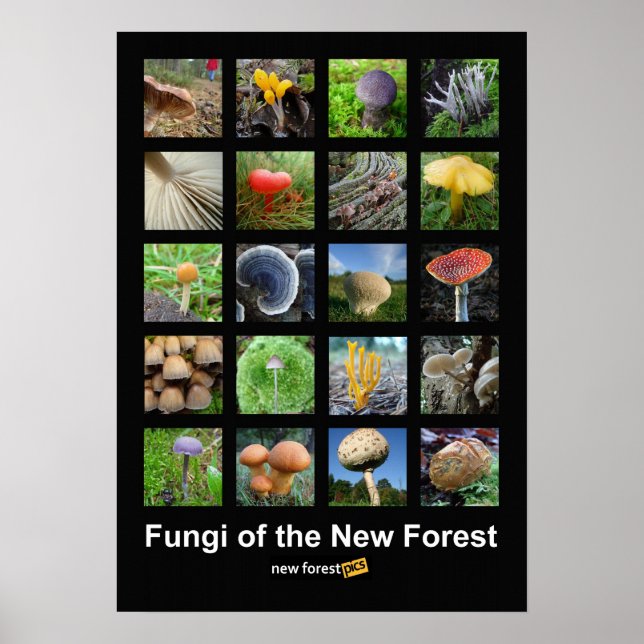 Fungi of the New Forest poster (Front)