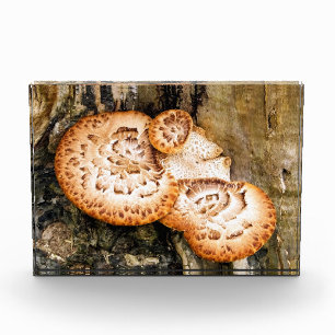 FUNGI PHOTO BLOCK