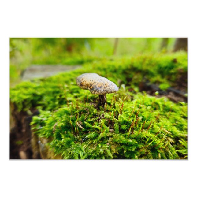 Fungi  photo print (Front)