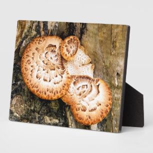 FUNGI PLAQUE
