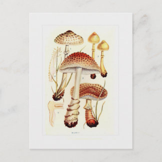 Fungi Postcard