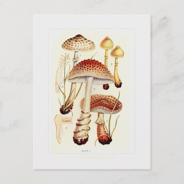 Fungi Postcard (Front)