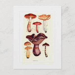 Fungi Postcard