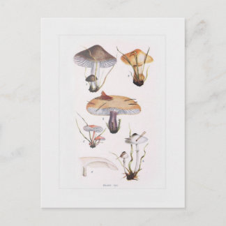 Fungi Postcard