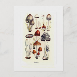 Fungi Postcard
