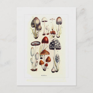 Fungi Postcard