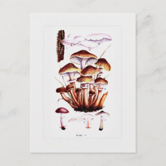 Fungi Postcard