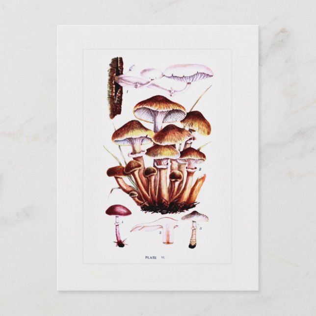 Fungi Postcard (Front)