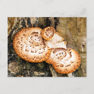 FUNGI POSTCARD
