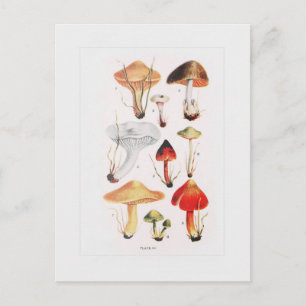 Fungi Postcard