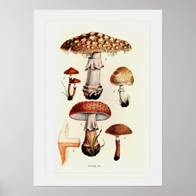 Fungi Poster (Front)