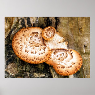 FUNGI POSTER