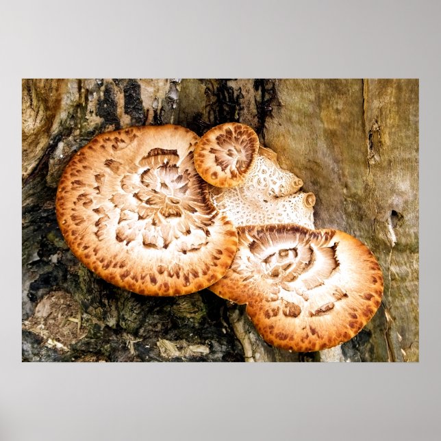 FUNGI   POSTER (Front)