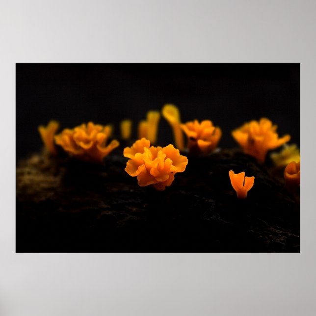 Fungi Poster (Front)