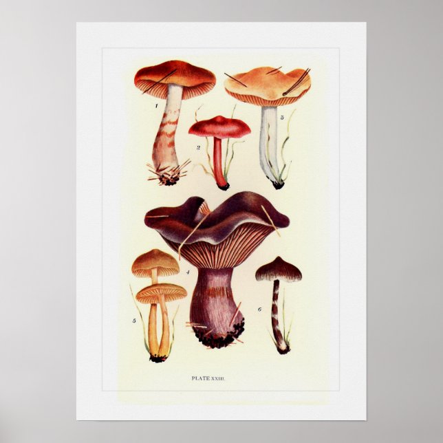 Fungi Poster (Front)