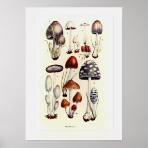 Fungi Poster