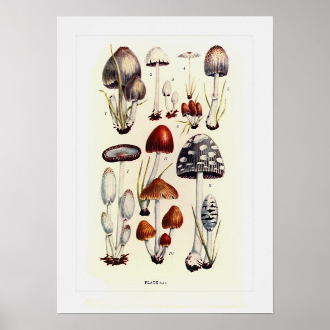 Fungi Poster (Front)