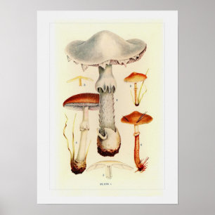 Fungi Poster