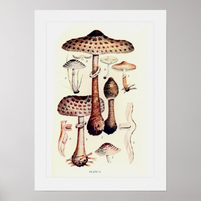 Fungi Poster (Front)