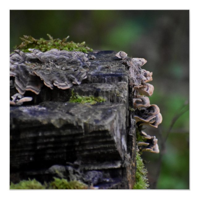 Fungi  poster (Front)