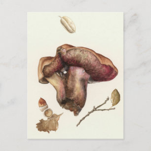 Fungus Postcard