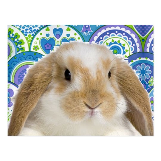 Funky Bunny Postcard