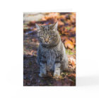 Funky Cat Folded Greeting Card