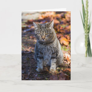 Funky Cat Folded Greeting Card