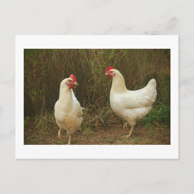 Funky Chicken Hen Hy-Line Silver Brown Postcard (Front)
